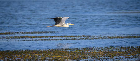 Beautiful Grey heron flying low parallels to the lake in Hambantota,の写真素材