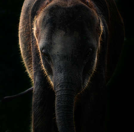 Light and the shadow side of the cute baby elephant's face, front close-up low key photograph.