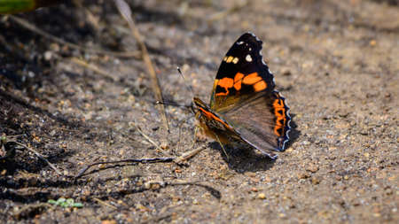 Indian red admiral butterfly basking sun in the morning. Beautiful butterfly spotted in the ground...