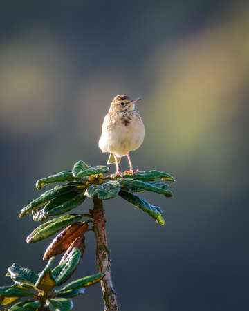 Beautiful paddyfield pipid bird front view, sitting on top of an azalea tree close-up shot.の写真素材