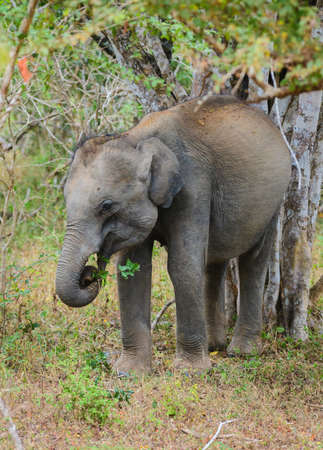A young baby elephant feeds on green leaves while scratching its back in the tree at Yala national park. Isolated baby elephant close-up portrait photo.の写真素材