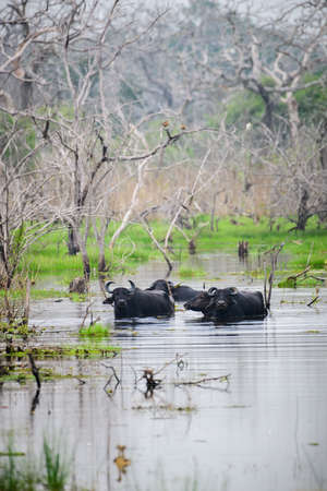 A Group of wild water buffaloes bathes in the swamp surrounded by the dead trees at Yala national park, Happy and energetic times for the wild animals after the rain.の写真素材