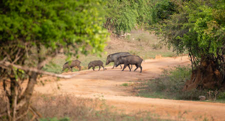 Group of wild boars crossing the gravel path in the Yala national park. A sounder of wild boars foraging on the Yala national park.の写真素材