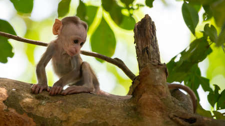 Baby toque macaque monkey on a tree alone close-up shot. Concept of Innocence.