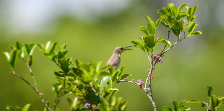 Loten's sunbird female perched on a flowering tree branch in its natural habitat, green bokeh background.の写真素材