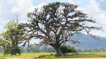 Colony of giant fruit bats roosting on a large tree landscape view.