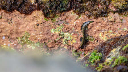 Mudskipper fish climb down to the ocean water.