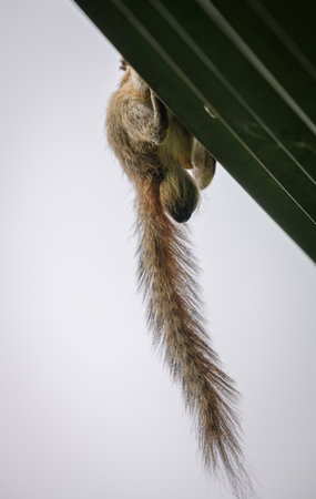 squirrel's nut hanging from the roof, underside parts of the squirrel.の写真素材