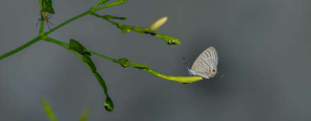 Sri Lankan Milky Cerulean (Jamides Lacteata) close-up shot.の写真素材