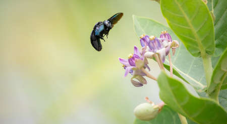 A tropical carpenter bee (Xylocopa Latipes) attracts to the fragrance of the crown flowers.の写真素材