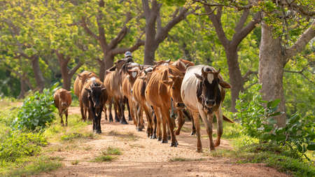 Cattleman and the livestock walking on the gravel road. Rural villages and cultural scenery in...