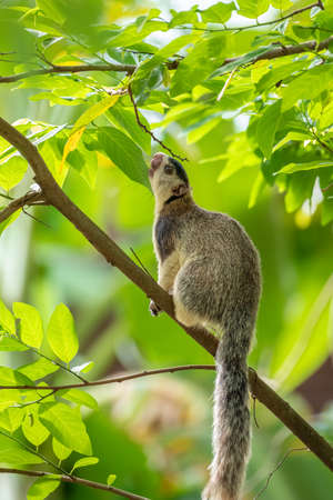 Sri Lankan giant squirrel on a tree branch searching for wild fruits in the jungle.の写真素材