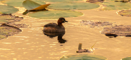 Isolated Little grebe swimming on the lake in the evening. golden sunlight reflecting on the water's surface.の写真素材
