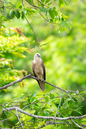 Juvenile Brahminy Kite perched on a tree branch, green foliage in the background.の写真素材