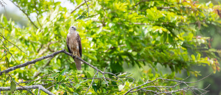 Crested serpent eagle perch on a wooden telephone pole against the sky background.の写真素材