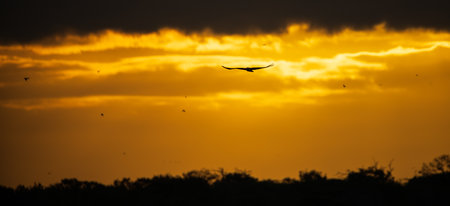 Silhouetted eagle flying off to the distance against the dramatic golden skies early in the morning.の写真素材