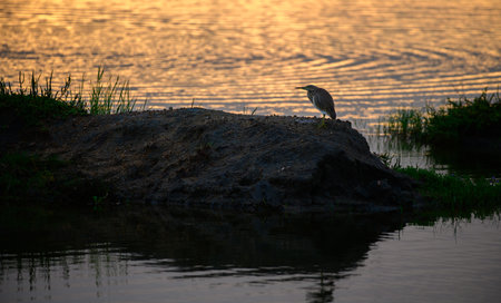 Indian pond heron standing alone near the lagoon in Bundala national park, morning golden light...