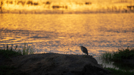 Indian pond heron standing alone in the morning near the lagoon of Bundala national park