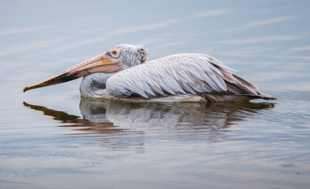 Beautiful Spot-billed Pelican bird swimming in the lagoon closeup photograph, ripples and reflection on the water surface.の写真素材