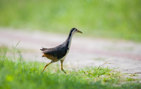 White-breasted Waterhen crosses the road to search for food. soft natural bokeh background.の写真素材