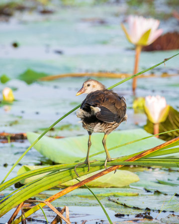 Eurasian moorhen juvenile bird rest on long reed stems above the lake vegetation in the morning.の写真素材