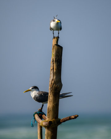 Pair of Greater crested terns perch on a wooden stilt on the sea.の写真素材