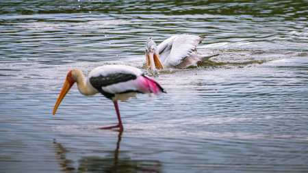 Spot-billed pelican foraging on the lagoon in the morning. Painted stork standing in the foreground.の写真素材
