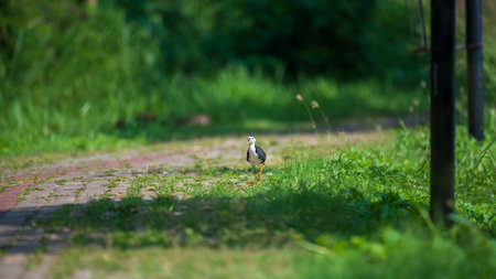 White-breasted Waterhen walking on the pathway of the Kumbichchan Kulama park in the morning.の写真素材