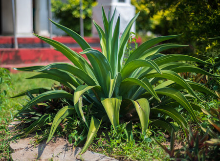 Octopus agave plant isolated in the garden. Agave plant close-up shot.の写真素材