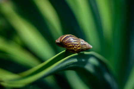Empty land snail shell on an Octopus agave leaf close up.の写真素材