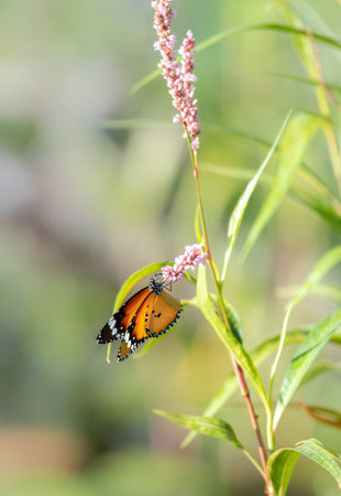Beautiful Butterfly and the wildflowers, plain tiger butterfly drinking nectar.の写真素材