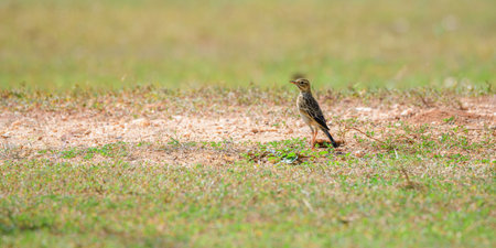 Oriental pipit trekking on the grassland in the middle of a very hot day.の写真素材