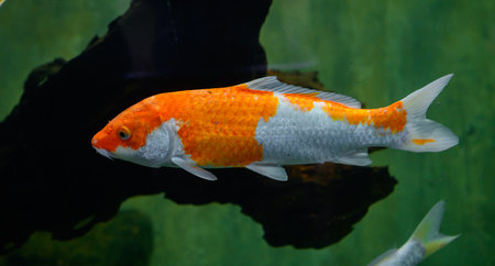 Koi carp fish swimming in a freshwater aquarium tank in Dharmapala park, Galle.の写真素材