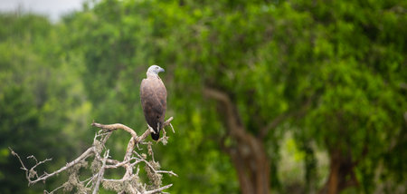 Grey-headed fish eagle turns its head and looks to the right, perched on a fallen dead tree near the water stream at Yala national park. lush green foliage in the background.の写真素材