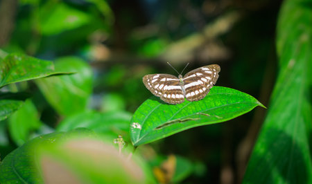 Common sailor butterfly resting on a black pepper leaf.の写真素材