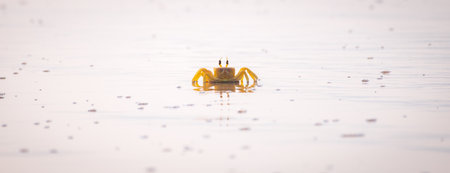 Horn-eyed ghost crab on the sandy beach in the Tropical island of Sri Lanka. Yellow ghost crab photograph.の写真素材