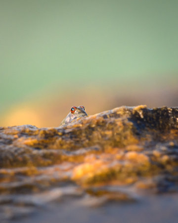 Mudskipper's eyes peaking from a rock on the beach in the evening,の写真素材
