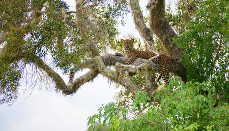 Sri Lankan leopard resting on the tree at Yala national park.の写真素材