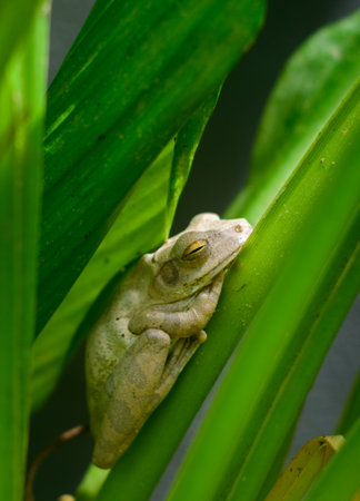 Chunam Tree frog resting in a shaded cool spot in the day time, close-up photo.の写真素材
