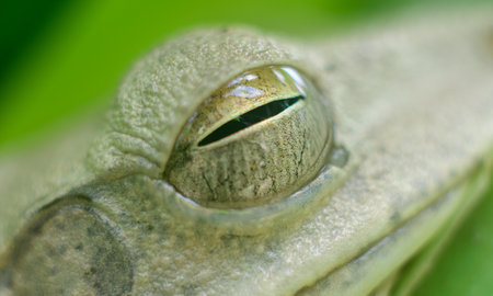 Chunam Tree frog eye closeup macro photo, moist and shiny frog eyes.の写真素材