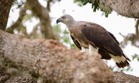 Grey-headed fish eagle perch on a tree close-up side view shot at Yala national park.の写真素材