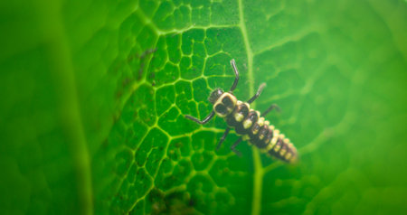 Seven-spot ladybug larva on the backside of a mango leaf close-up macro shot.の写真素材