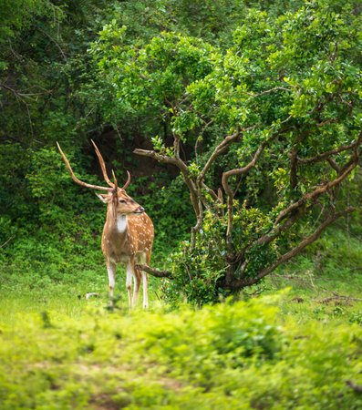 Beautiful male Sri Lankan axis deer in Yala national park. Lush greenery landscape.の写真素材