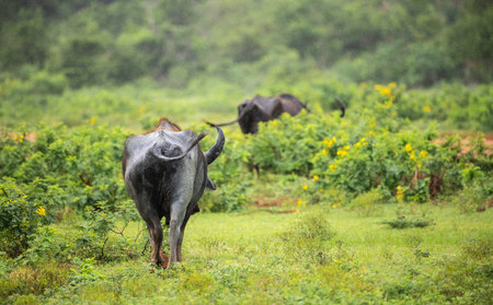 Wild buffalos in the rain, wild water buffaloes buttocks rearview photograph. lush green grass field at Yala national park.の写真素材