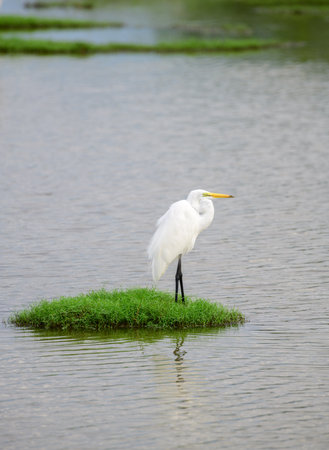 Beautiful Great white egret Standing still on a green grass patch surrounded by the lagoon water in Bundala national park.の写真素材