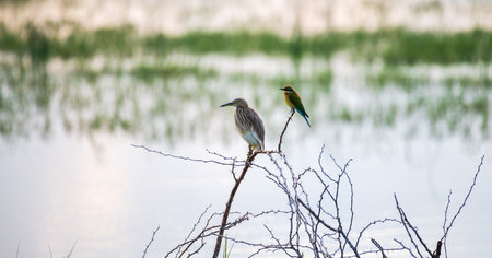 Indian pond heron and blue-tailed bee-eater perch near each other, photographed against a lagoons waterbody in the morning Bundaa national park.の写真素材