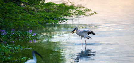 Asian openbill stork (Anastomus oscitans) on the shallow waters of a lagoon in Bundala national...