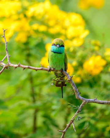 Green bee eater and beautiful yellow wildflower blossoms at yala national park.の写真素材