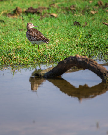 Wood sandpiper standing on the grass, edge of the water body in Bundala national park,の写真素材