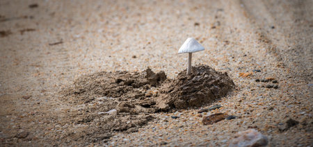 Isolated white Fungi growing on a dried cow's dung on the ground.の写真素材